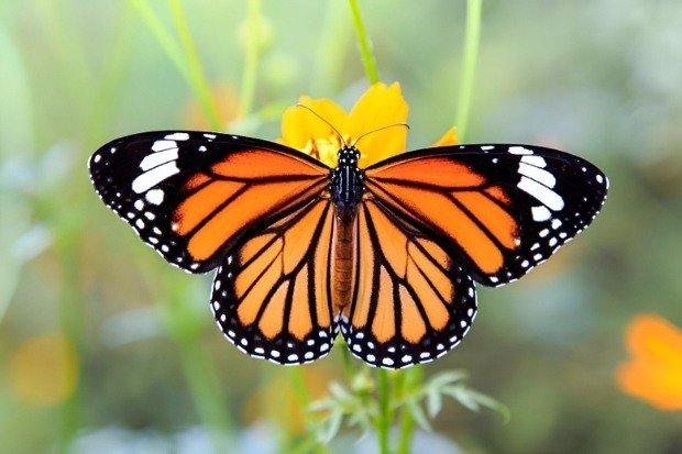 Manfaat Mempelajari Metamorfosis Kupu-Kupu