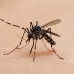 Kenapa Gigitan Nyamuk Menyebabkan Gatal