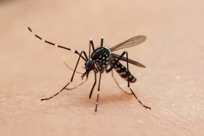 Kenapa Gigitan Nyamuk Menyebabkan Gatal