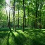 Menemukan Kedamaian Melalui Warna Hijau