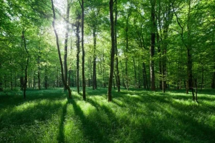 Menemukan Kedamaian Melalui Warna Hijau