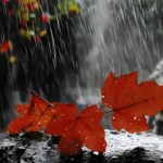 Mengapa Hujan Membuat Kata-Kata Terasa Lebih Romantis