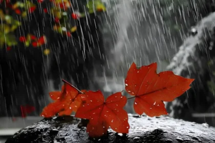 Mengapa Hujan Membuat Kata-Kata Terasa Lebih Romantis