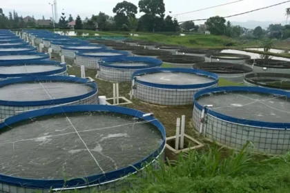 Bisnis Ikan Lele Modern, Dari Kolam Sederhana Jadi Banyak Cuan