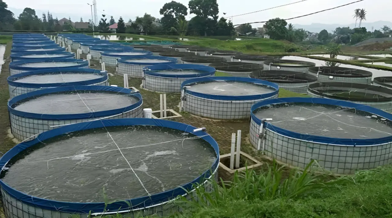 Bisnis Ikan Lele Modern, Dari Kolam Sederhana Jadi Banyak Cuan