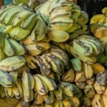 Pisang Rebus Kembali Populer sebagai Camilan Sehat