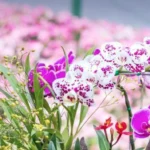 Bunga Anggrek Adalah Tanaman Hias Eksotis dan Elegan