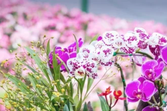 Bunga Anggrek Adalah Tanaman Hias Eksotis dan Elegan