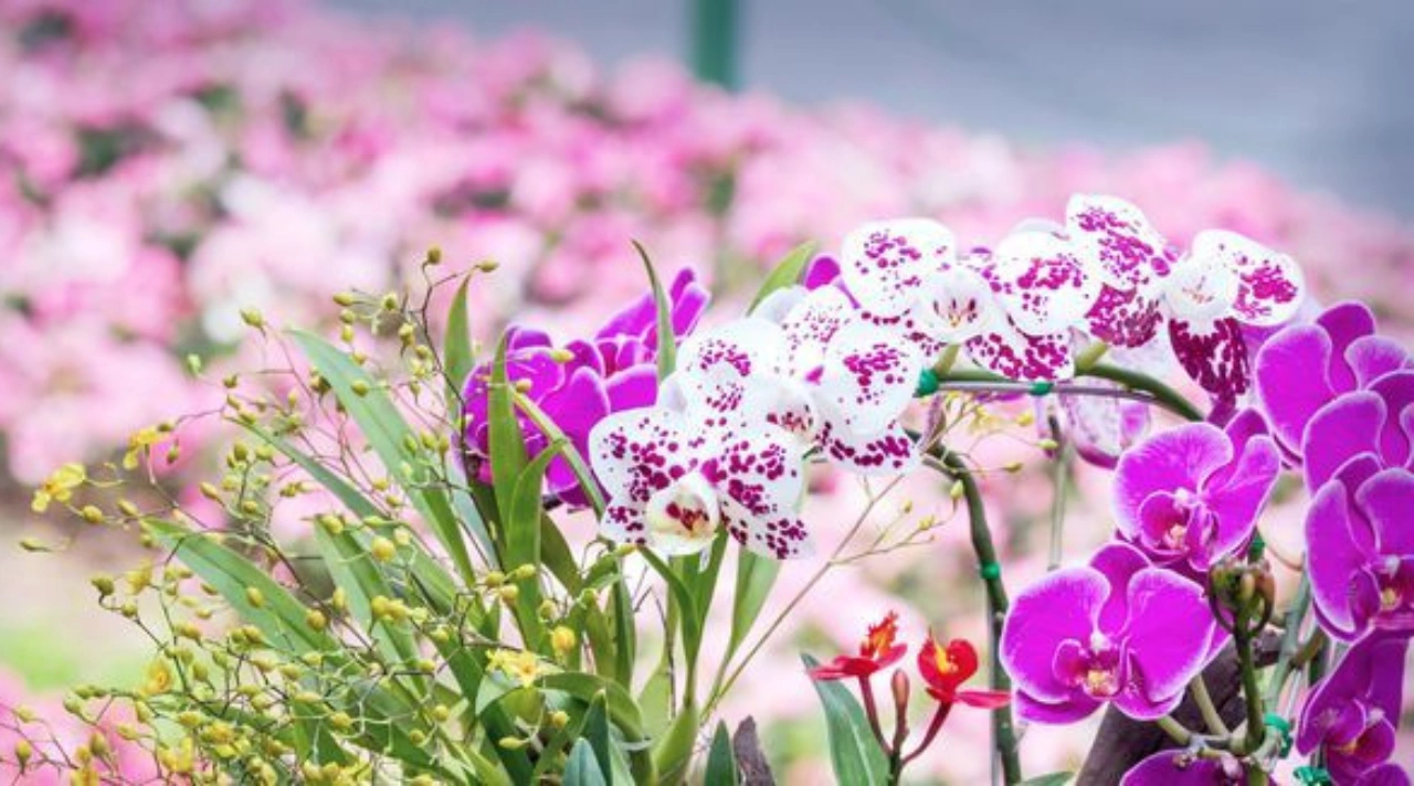 Bunga Anggrek Adalah Tanaman Hias Eksotis dan Elegan