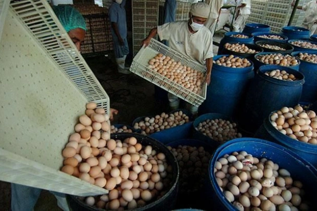 Cara Memulai Bisnis Telur Ayam