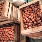 Peluang Bisnis Telur Ayam yang Menguntungkan