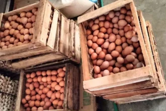 Peluang Bisnis Telur Ayam yang Menguntungkan