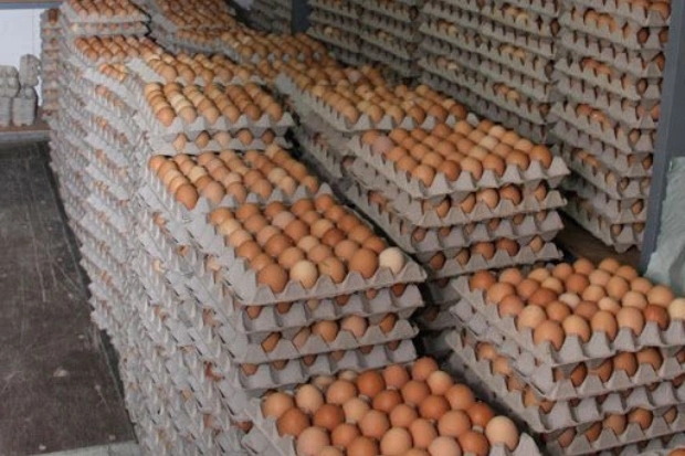 Strategi Pemasaran Telur Ayam